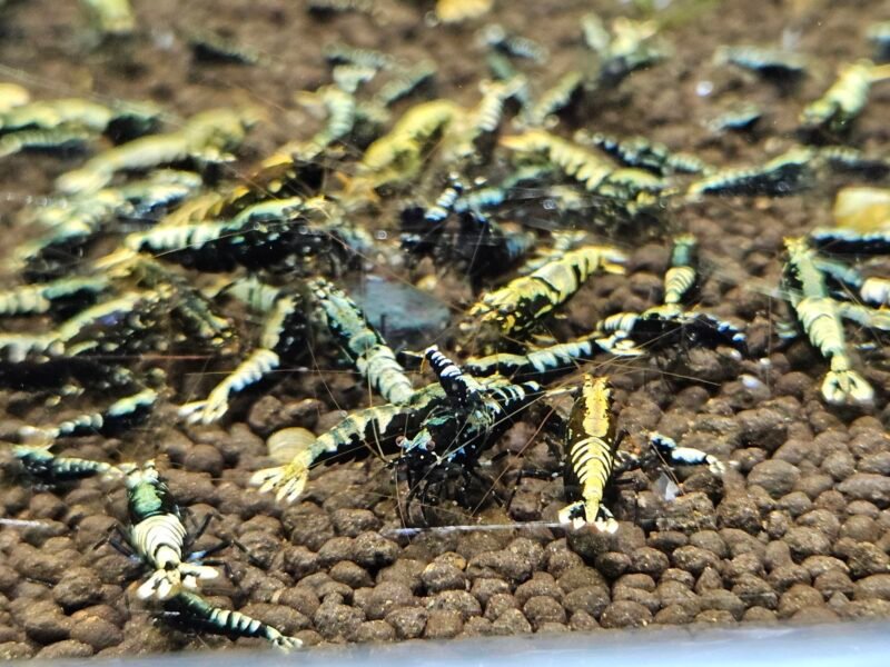 Caridina Galaxy fishbone black