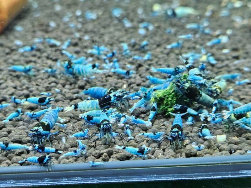 Caridina Mosura blue