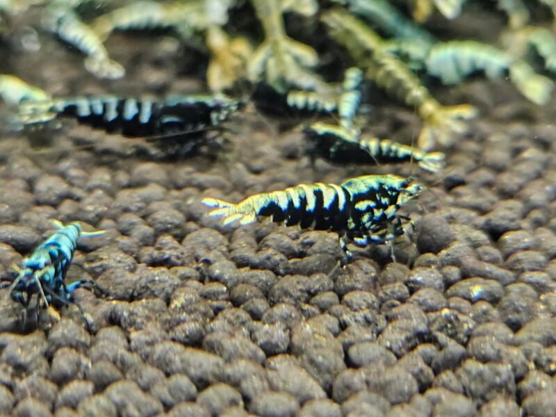 Caridina Galaxy fishbone black