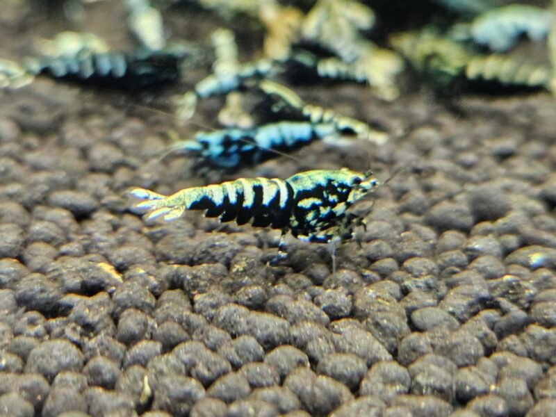 Caridina Galaxy fishbone black