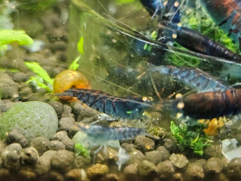 Caridina tiger blue Orange Eyes