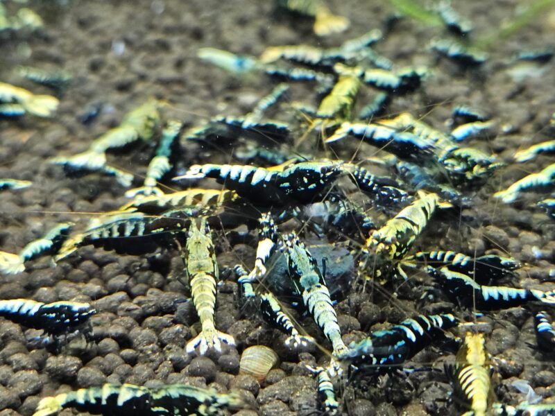 Caridina Galaxy fishbone black