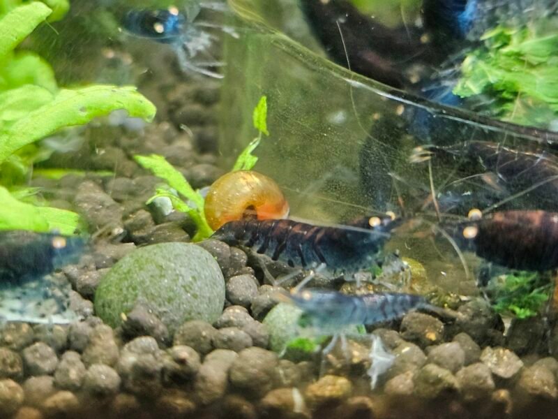 Caridina tiger blue Orange Eyes