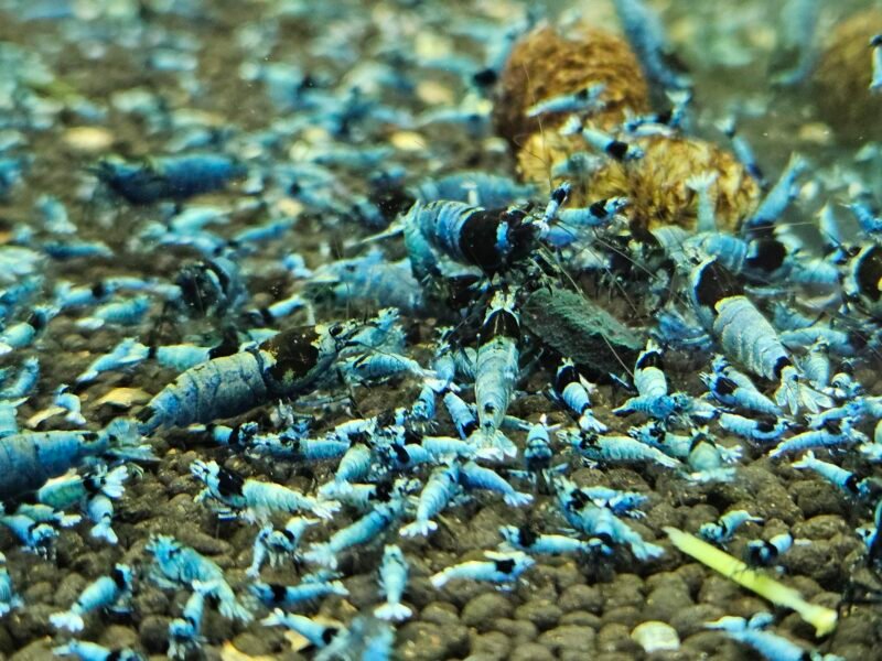 Caridina Mosura blue