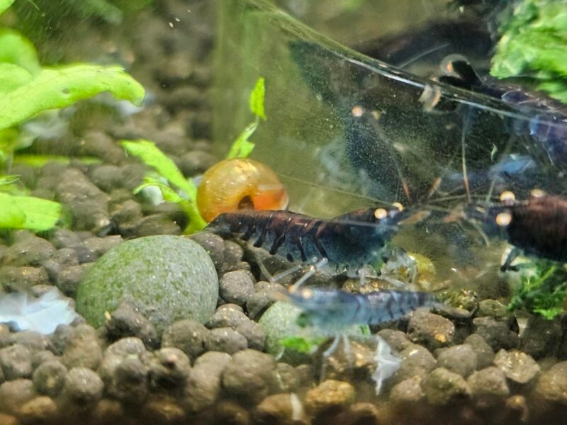 Caridina tiger blue Orange Eyes