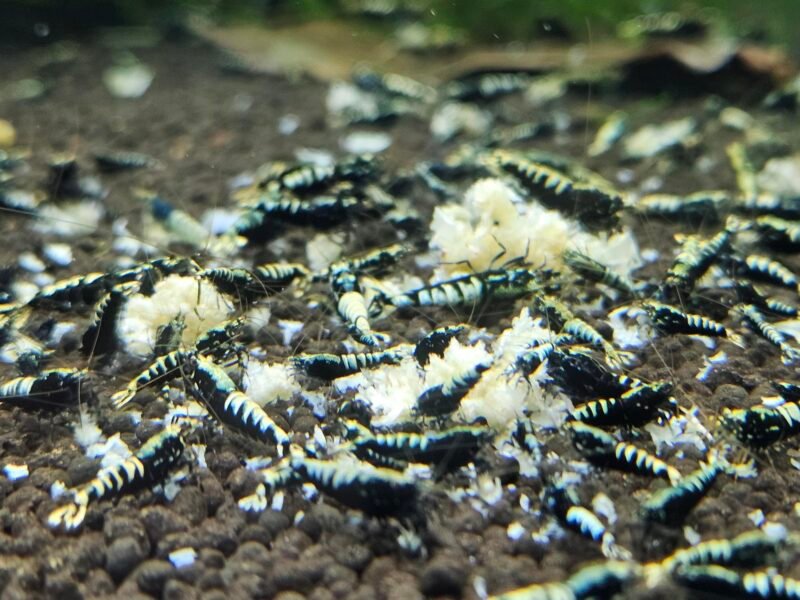 Caridina Galaxy fishbone black