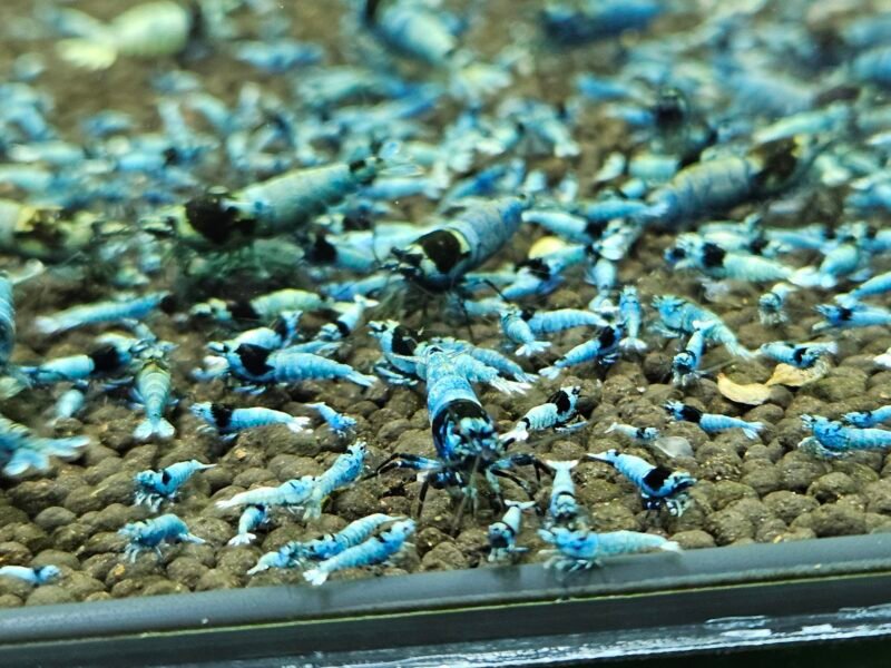 Caridina Mosura blue