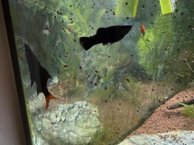 Vente de 2 Labéos Bicolores