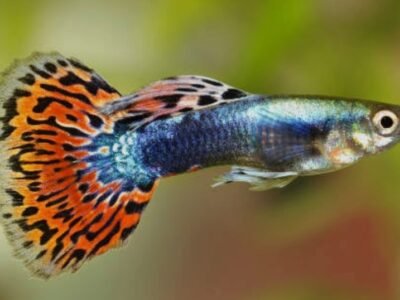 Lot de 3 Guppys, 1 mâle, 2 femelles