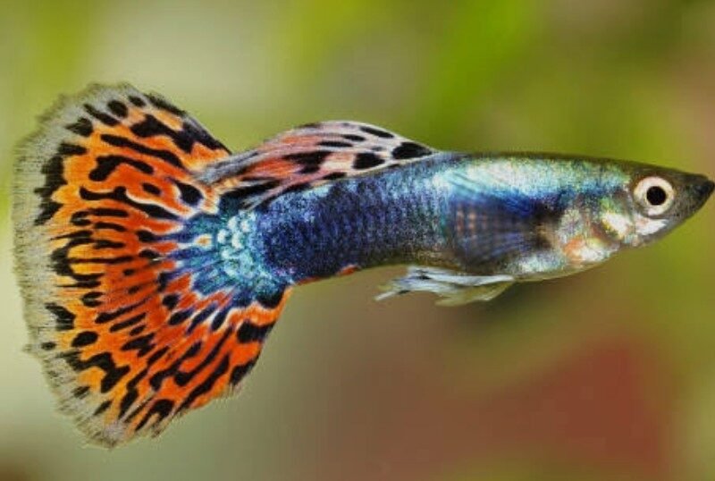 Lot de 3 Guppys, 1 mâle, 2 femelles