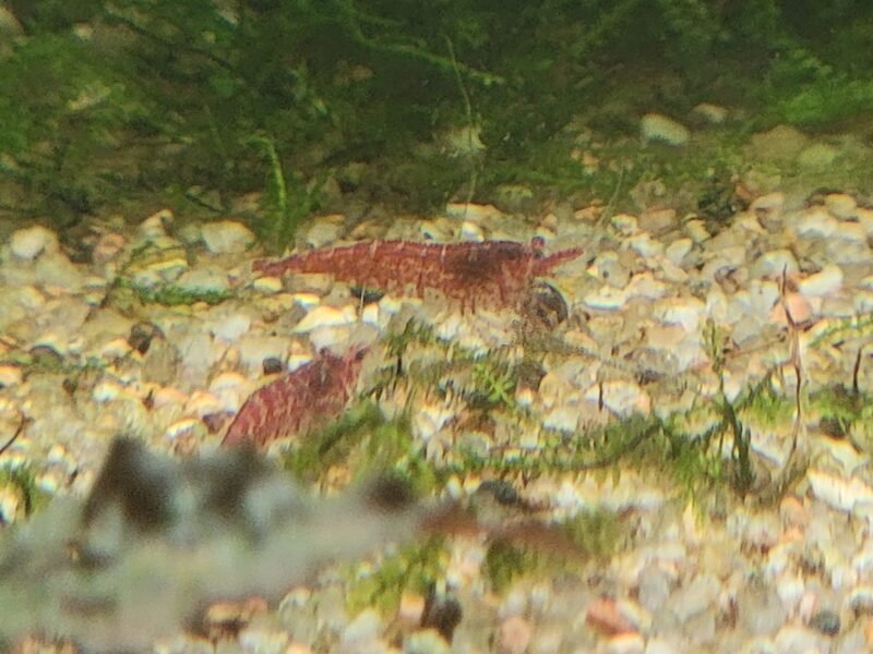 Crevettes rouges neocaridina