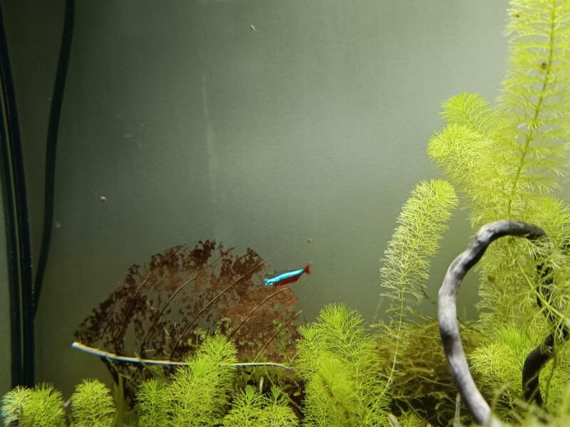 Don contre bon soin cardinalis