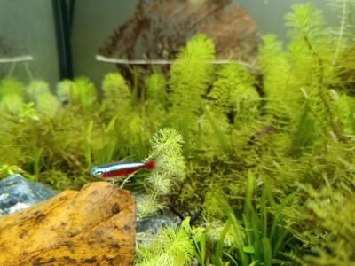 Don contre bon soin cardinalis