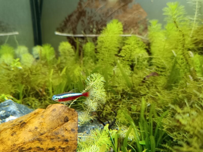 Don contre bon soin cardinalis