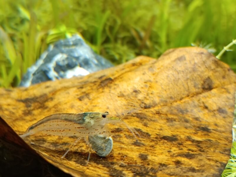 Don contre bons soins 4 crevettes japonica