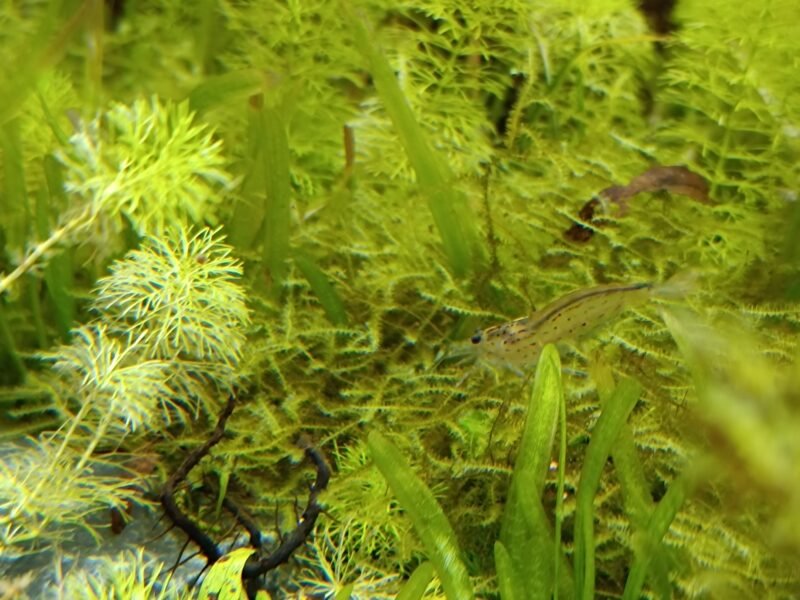 Don contre bons soins 4 crevettes japonica