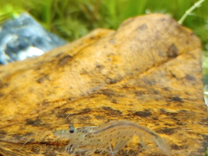 Don contre bons soins 4 crevettes japonica