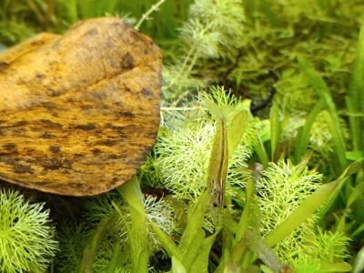 Don contre bons soins 4 crevettes japonica