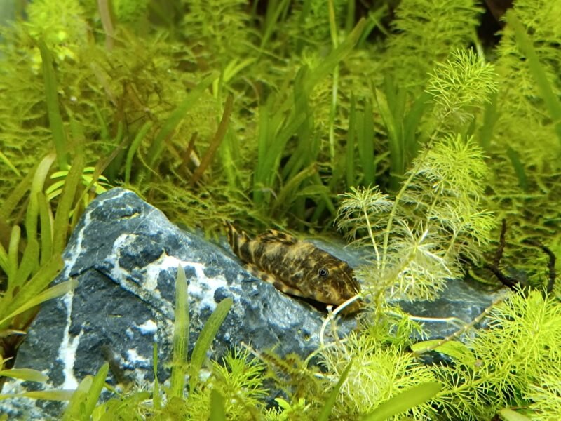 Don contre bons soins pleco clown