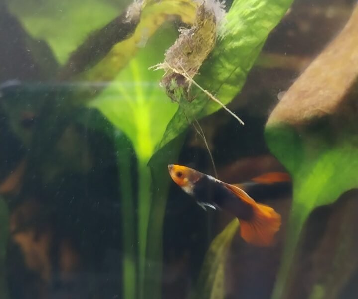 Guppy red tuxedo koï