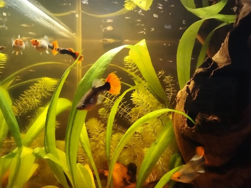 Guppy red tuxedo koï