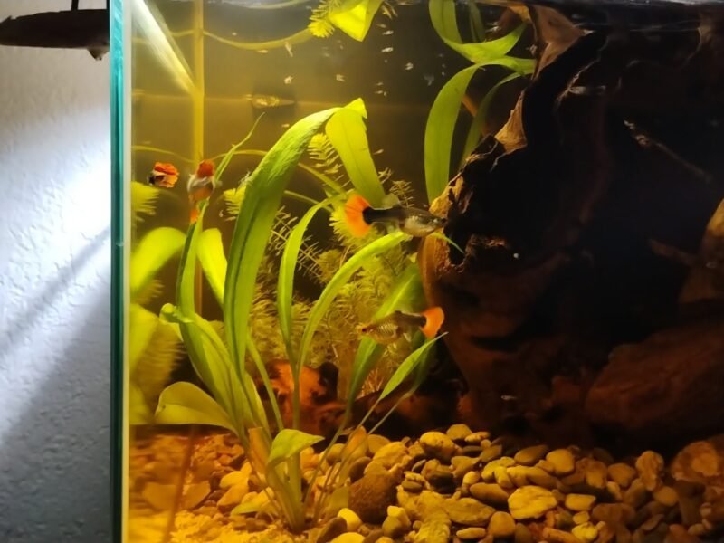 Guppy red tuxedo koï