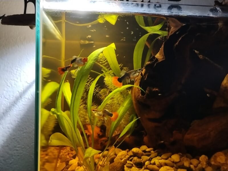 Guppy red tuxedo koï