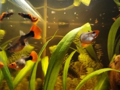 Guppy red tuxedo koï