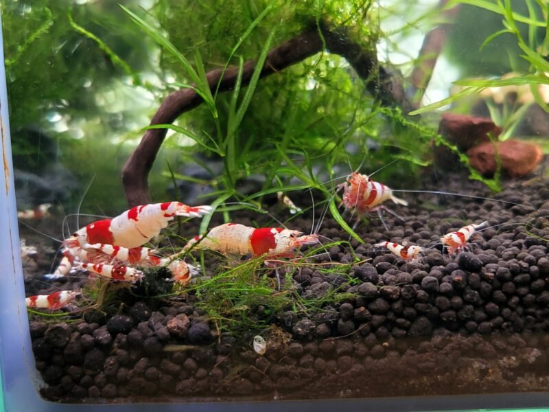 Caridina Crystal Red
