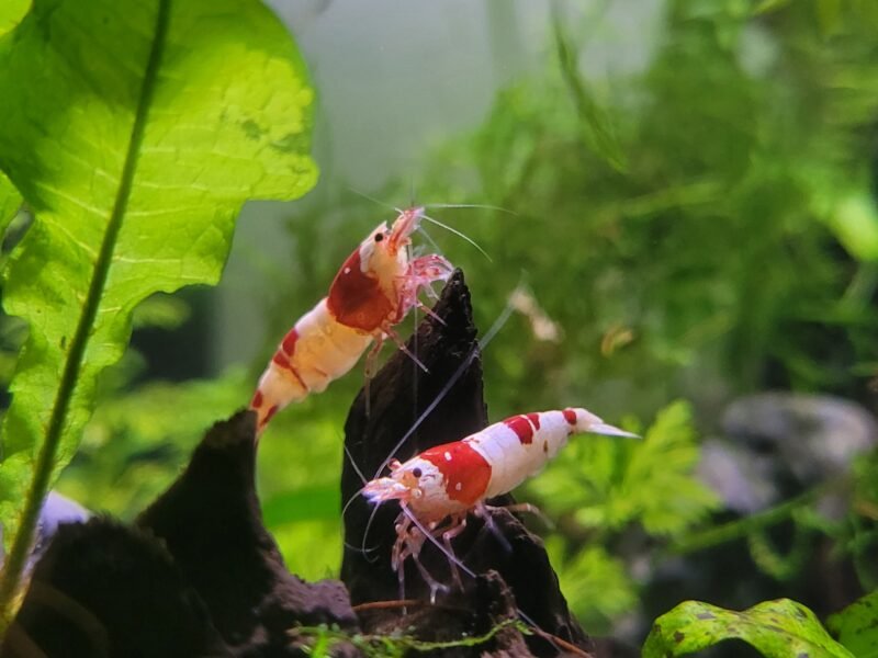 Caridina Crystal Red