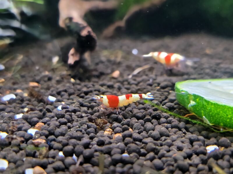 Caridina Crystal Red