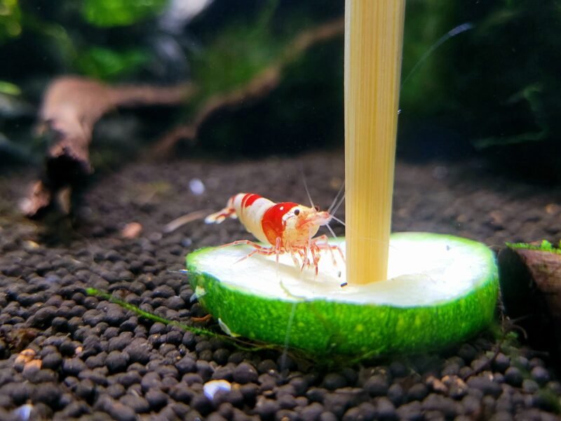 Caridina Crystal Red