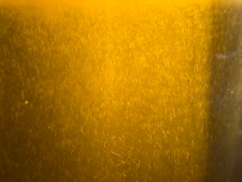 Souche Anguillules du Vinaigre BIO (Flacon 100ml / 80ml de culture)