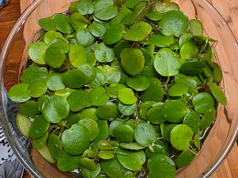 Plantes flottantes - Limnobium laevigatum (Lot de 10)