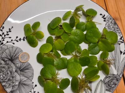 Plantes flottantes - Limnobium laevigatum (Lot de 10)