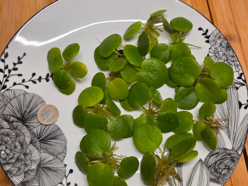 Plantes flottantes - Limnobium laevigatum (Lot de 10)