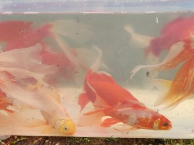 Lot de 60 à 85 Poissons de Bassin (15 à 25 cm)