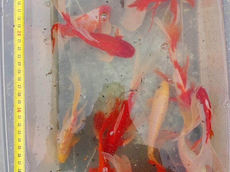 Lot de 60 à 85 Poissons de Bassin (15 à 25 cm)