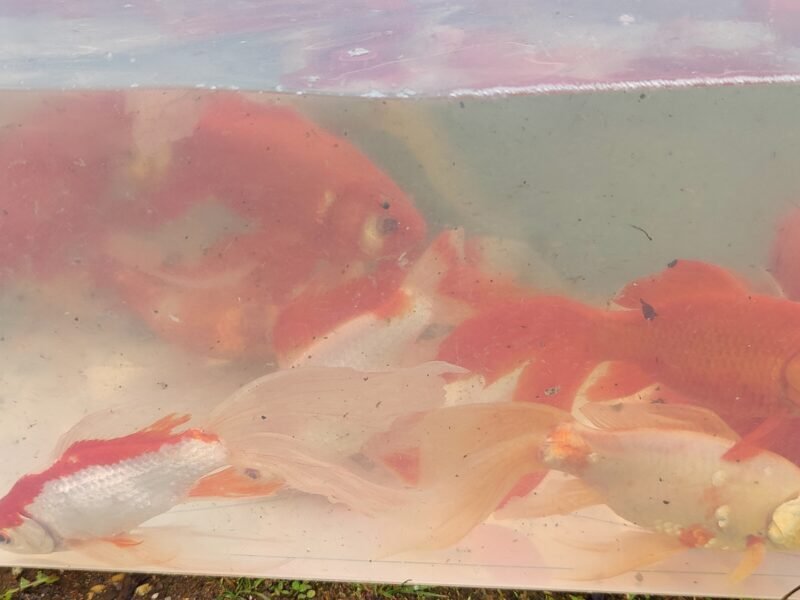 Lot de 60 à 85 Poissons de Bassin (15 à 25 cm)