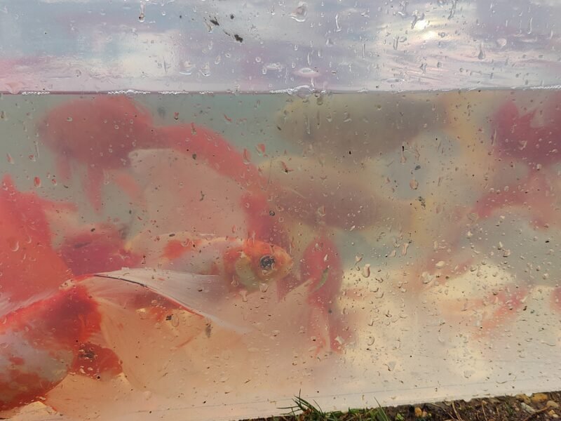 Lot de 60 à 85 Poissons de Bassin (15 à 25 cm)