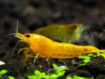 Neocaridina davidi ”Yellow”