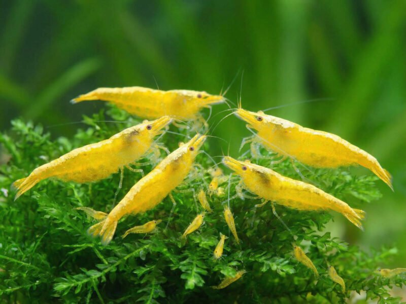 Neocaridina davidi ”Yellow”