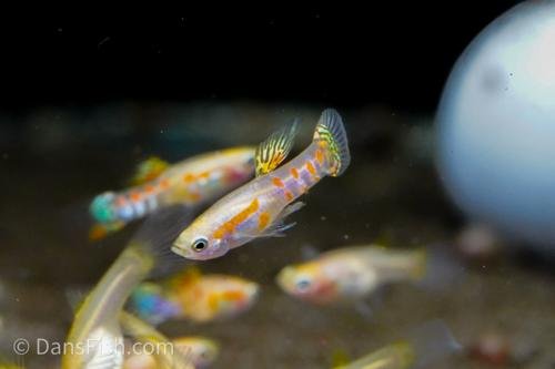 Guppy endler Ginga Rubra ( souche rare )