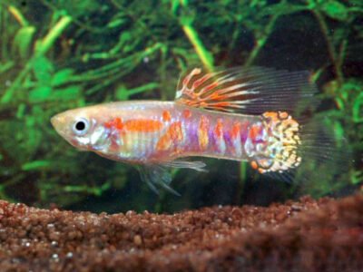 Guppy endler Ginga Rubra ( souche rare )