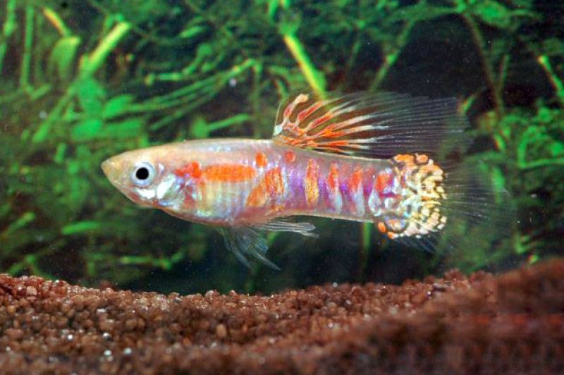 Guppy endler Ginga Rubra ( souche rare )