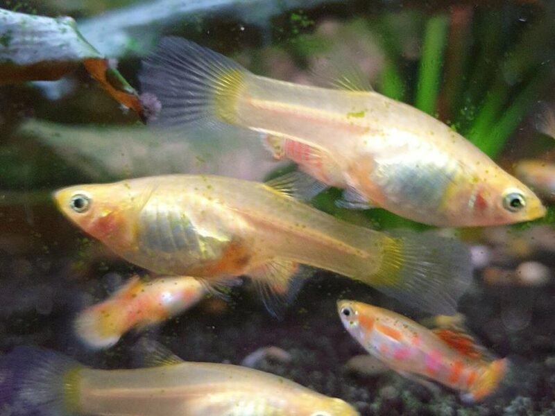 Guppy endler Ginga Rubra ( souche rare )