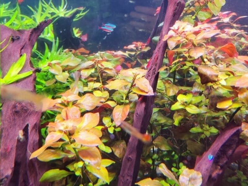 lot plantes aquarium