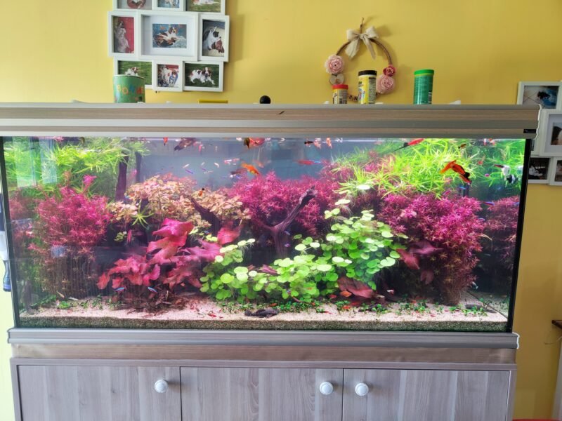 lot plantes aquarium