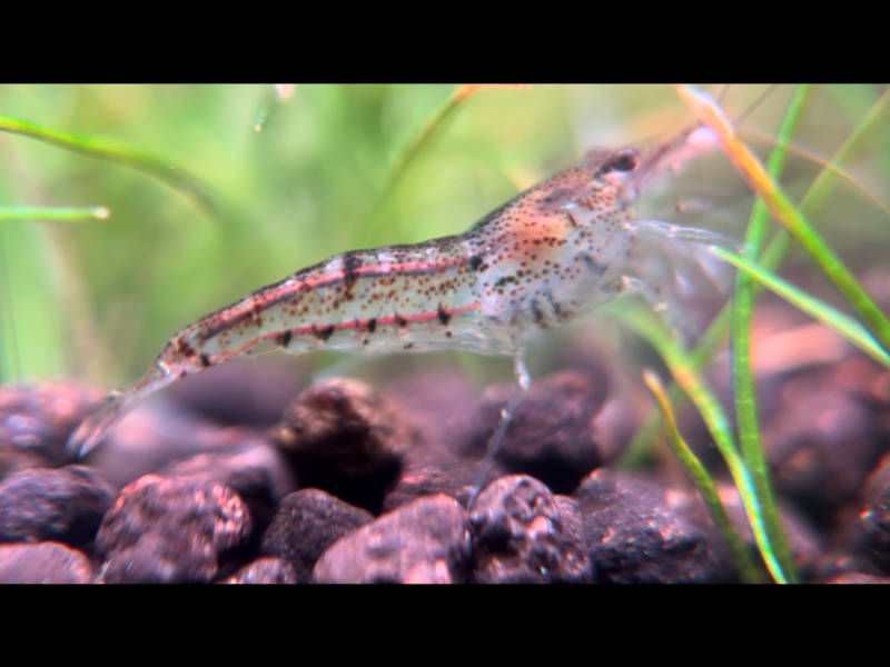 Neocaridina davidi