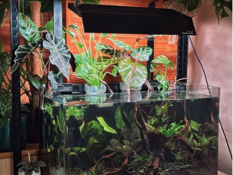 Aquarium 80L + pompe dennerle XXL